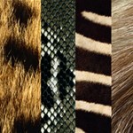 Animal  Skin Background