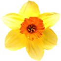 chey0kota_Easter_Ele (76)