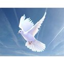 dove2