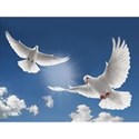 dove1