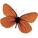 butterfly 1