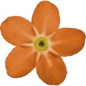 flower mini
