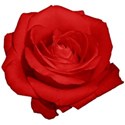 rose 2