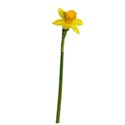 daffodil 2