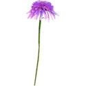 flower 2