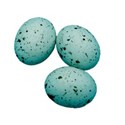 robins eggs