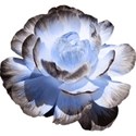 kitd_bluemarine_realflower1