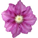 chey0kota_Mother_Ele (7)