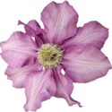 chey0kota_Mother_Ele (8)