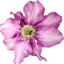 chey0kota_Mother_Ele (9)