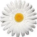 Daisy 01