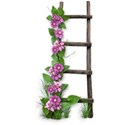 sqs_floral ladder