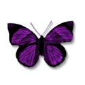 butterfly2