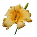 Hemerocallis with stem 2