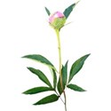 chey0kota_CU_Peony 1_ele (3)