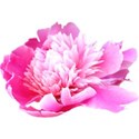 chey0kota_CU_Peony 1_ele (4)