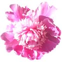 chey0kota_CU_Peony 1_ele (2)