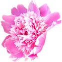 chey0kota_CU_Peony 1_ele (1)