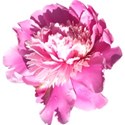 chey0kota_CU_Peony 1_ele (5)