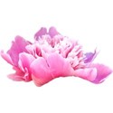 chey0kota_CU_Peony 1_ele (6)