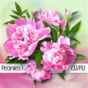 chey0kota_CU Peonies 1_Preplain