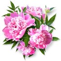 chey0kota_CU Peonies 1_cluster copy