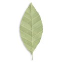 jennyL_moments_leaf