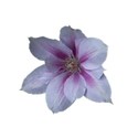 Clematis 7