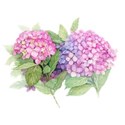 Hydrangeas