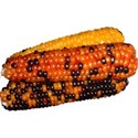 stierney_bountiful_indiancorn