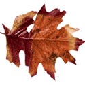 stierney_bountiful_leaf1