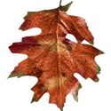 stierney_bountiful_leaf2