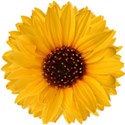 stierney_bountiful_sunflower