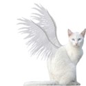 kitty