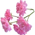 jennyL_dreams_flower4