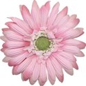 jennyL_dreams_flower1