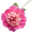 jennyL_dreams_flower3