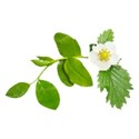 jennyL_dreams_leaves3