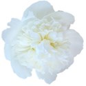 chey0kota_CU_Peony 2_ele (4)