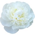 chey0kota_CU_Peony 2_ele (2)