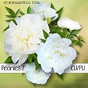 0 chey0kota_CU Peonies 2_Pre [blog preview]