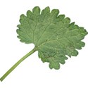leaf1_vacay_mikki