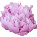 chey0kota_CU_Peony 3_ele (3)