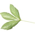 chey0kota_CU_Peony 3_ele (5)