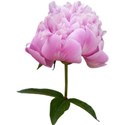 chey0kota_CU_Peony 3_ele (4)