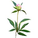 chey0kota_CU_Peony 3_ele (6)