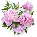 chey0kota_CU Peonies 3_cluster