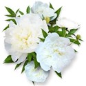 chey0kota_CU Peonies 2_cluster