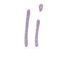 i-violet