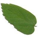 SCD_HopSkipJump_leaf1